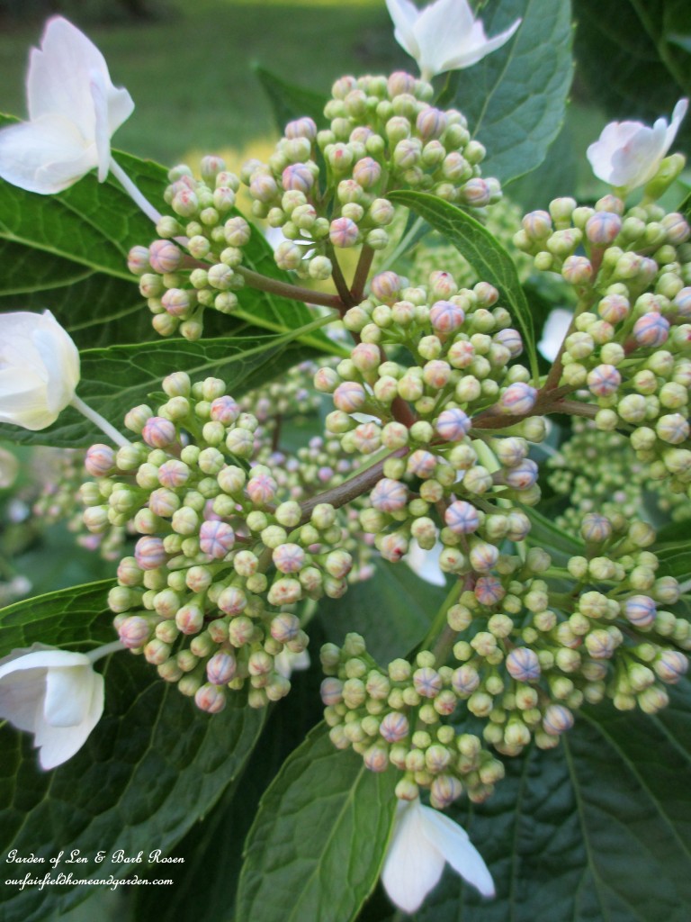Lace-Cap Hydrangea ready to open https://ourfairfieldhomeandgarden.com/garden-walk-july-1st/