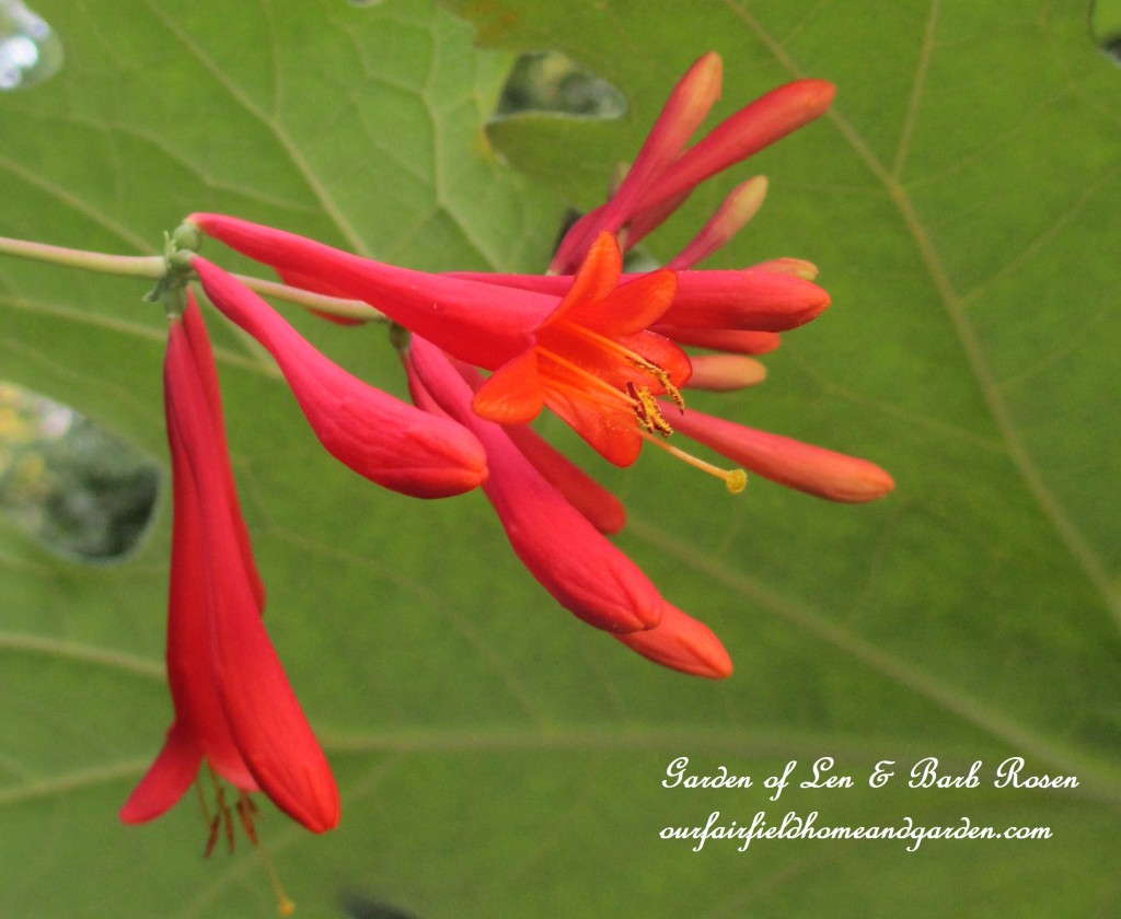 Lonicera vine blooms https://ourfairfieldhomeandgarden.com/garden-walk-july-1st/
