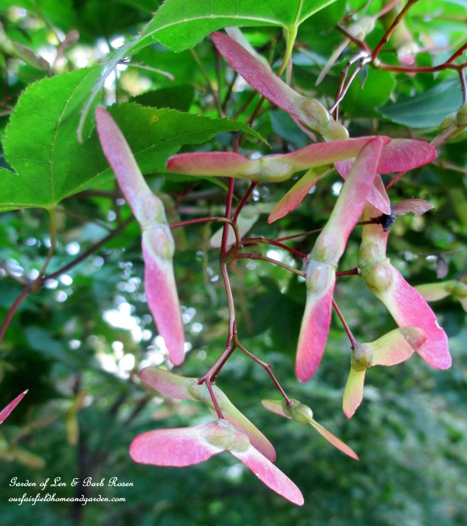 Maple Wings https://ourfairfieldhomeandgarden.com/garden-walk-july-1st/