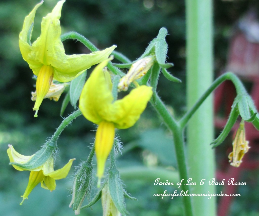 Cherry Tomato Flowers https://ourfairfieldhomeandgarden.com/garden-walk-july-1st/