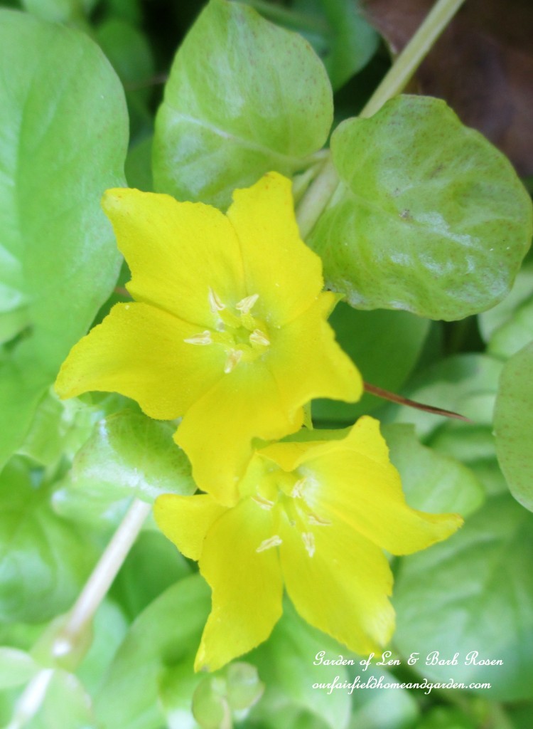 Creeping Jenny groundcover in bloom https://ourfairfieldhomeandgarden.com/garden-walk-july-1st/