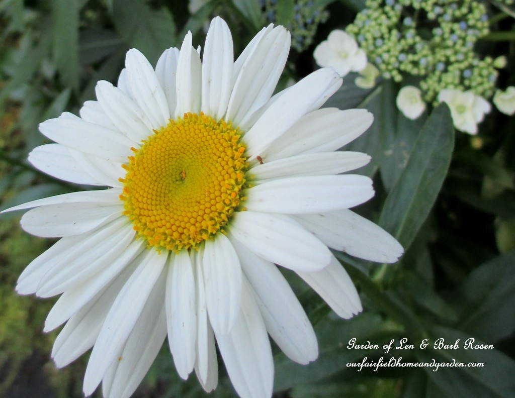Shasta Daisy "Becky" https://ourfairfieldhomeandgarden.com/garden-walk-july-1st/