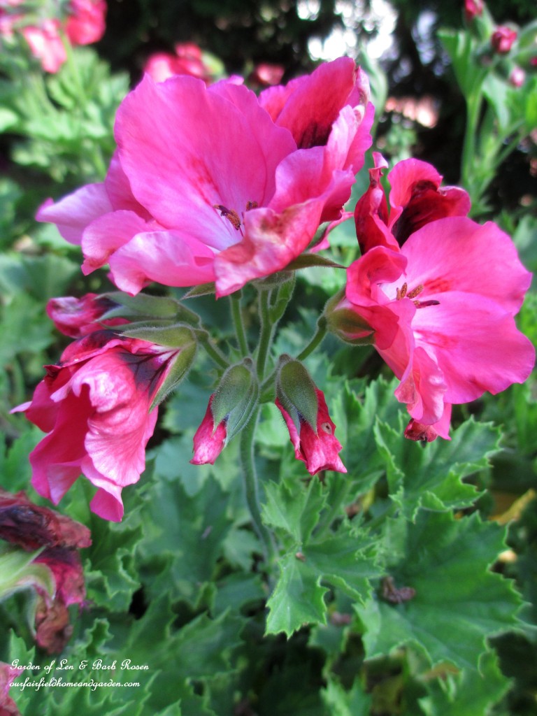 Geranium "Martha Washington" https://ourfairfieldhomeandgarden.com/garden-walk-july-1st/