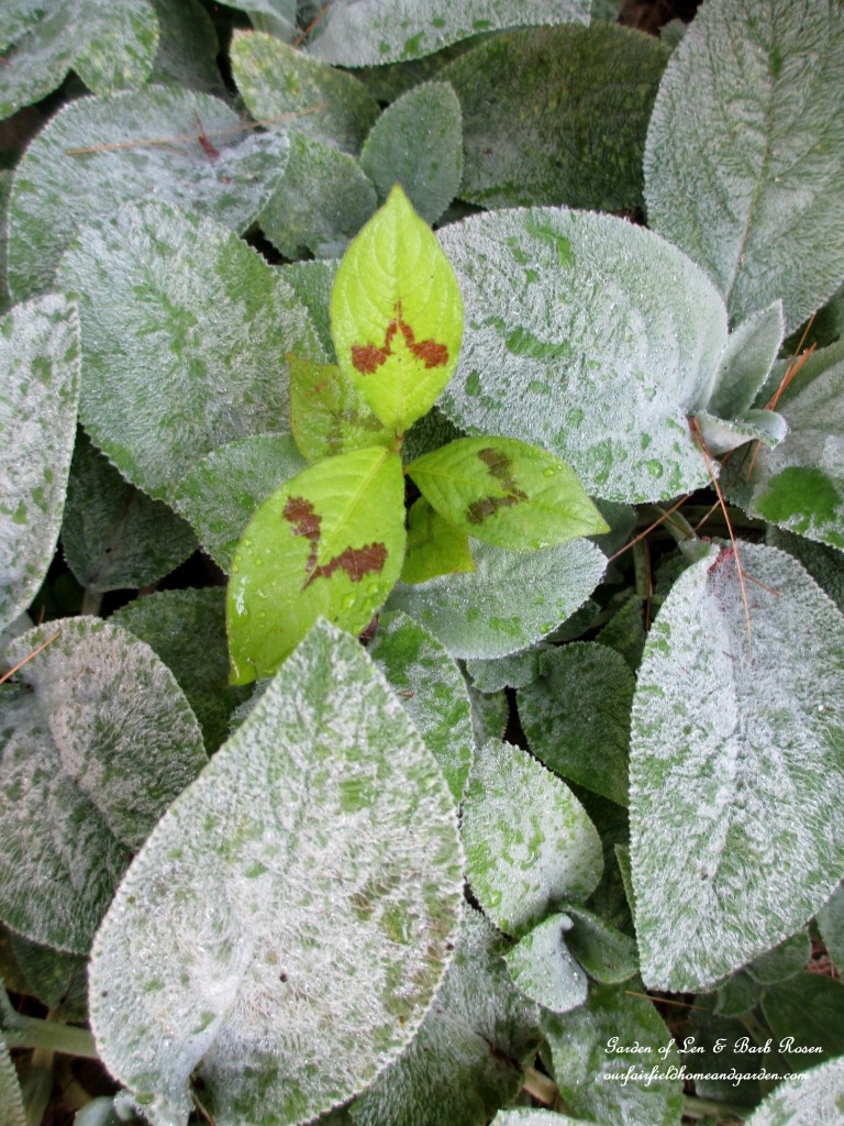 Persicaria in the Lamb's Ear https://ourfairfieldhomeandgarden.com/garden-walk-july-1st/