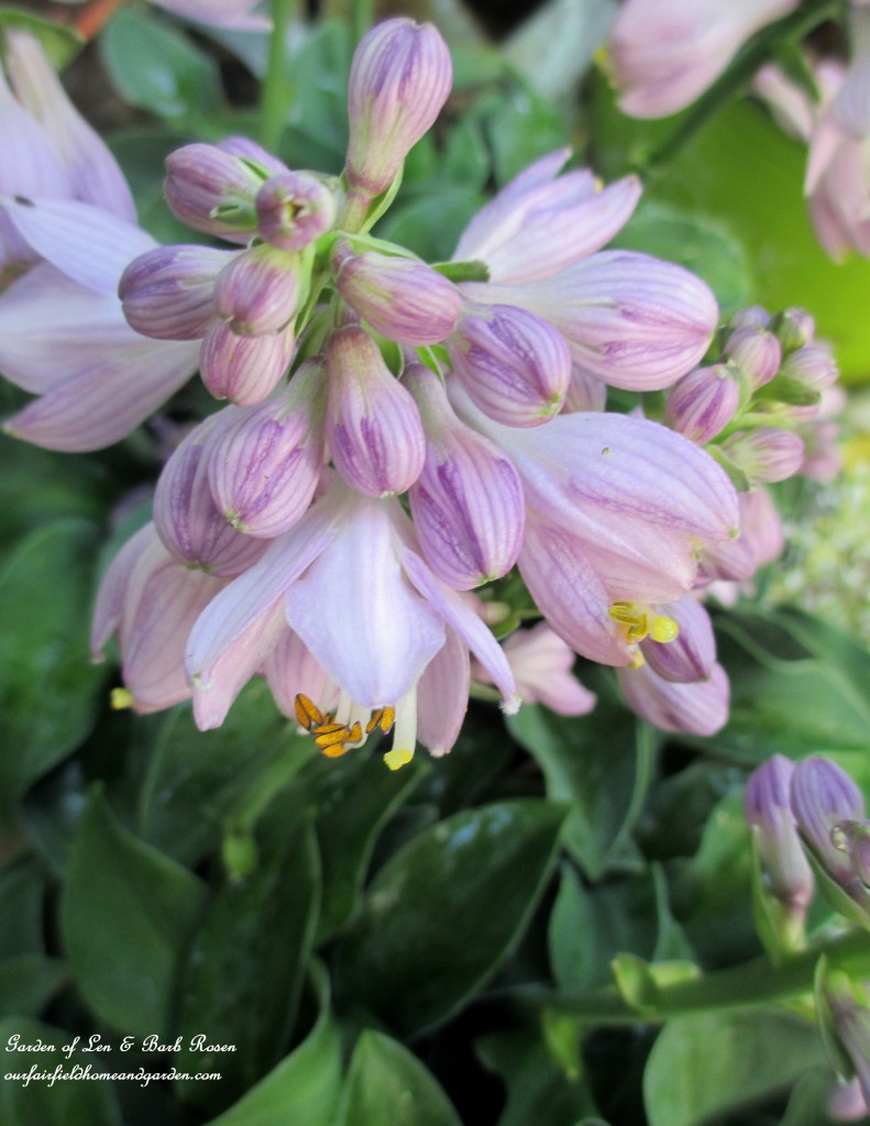 new hosta addition "Little Mouse Ears" https://ourfairfieldhomeandgarden.com/garden-walk-july-1st/