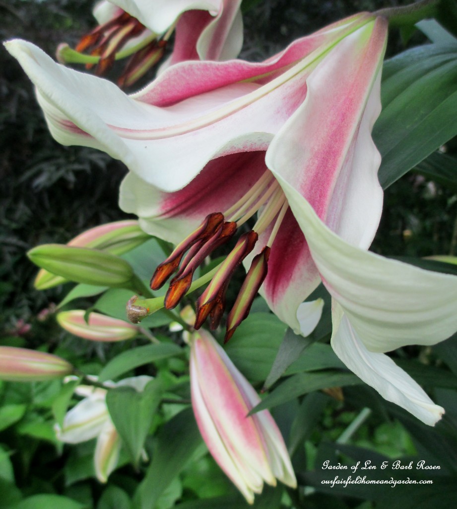 Orienpet "Friso" Lilies https://ourfairfieldhomeandgarden.com/garden-walk-july-1st/