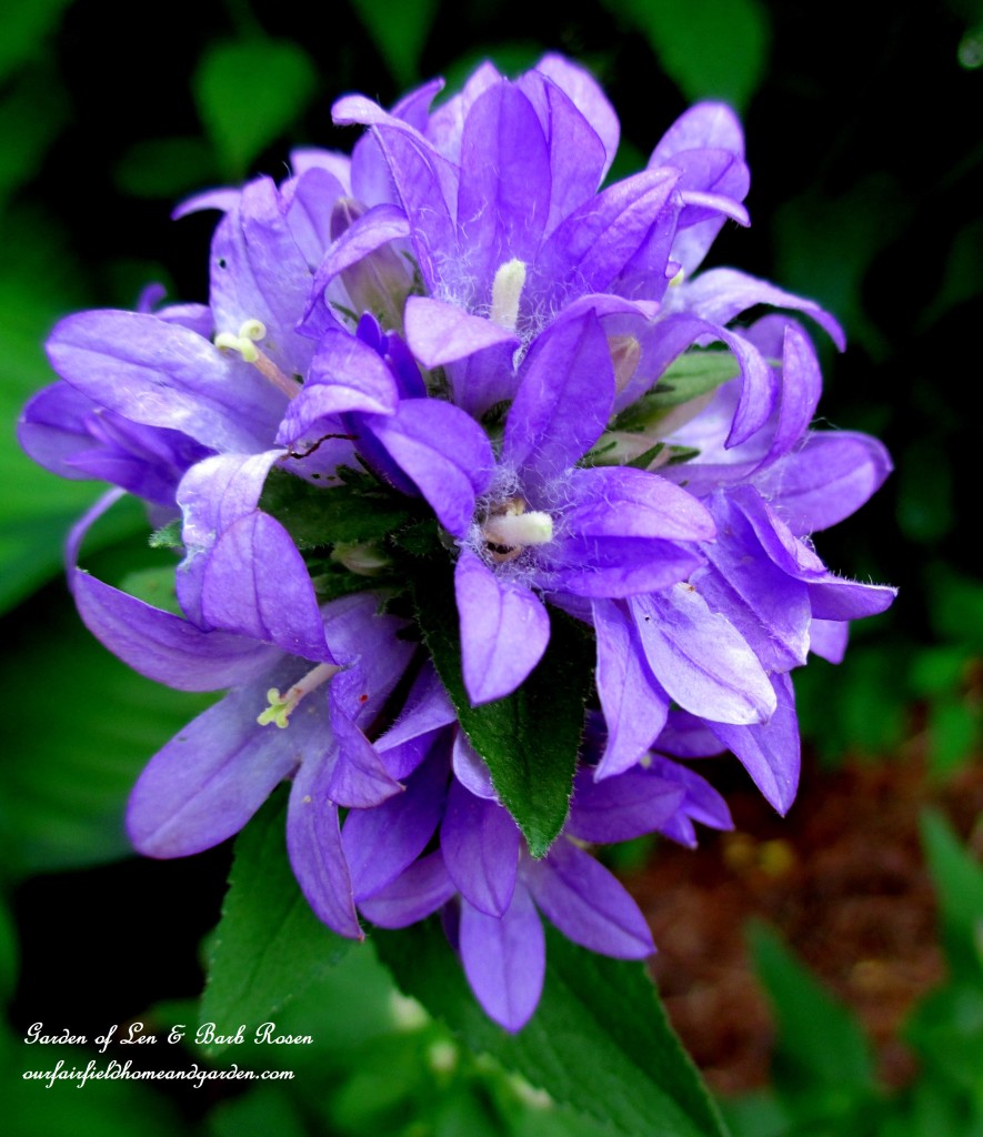 Campanula Glomerata https://ourfairfieldhomeandgarden.com/garden-walk-july-1st/