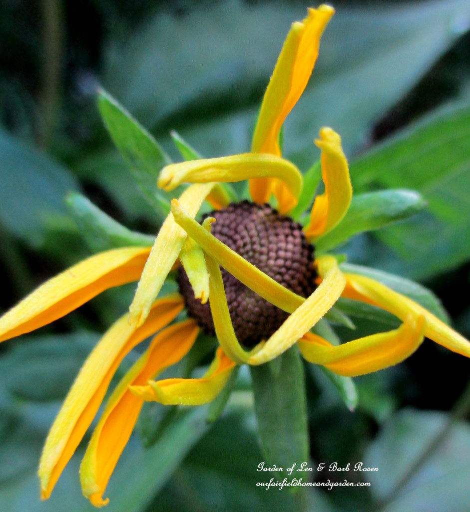 Black-Eyed Susan Opening https://ourfairfieldhomeandgarden.com/garden-walk-july-1st/