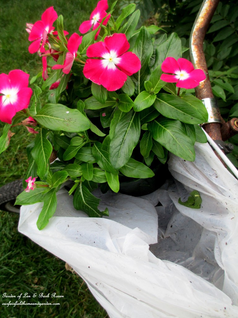 Line the baskets with plastic grocery bags to hold moisture in for the plantings. Tuck in the plants of your choice. https://ourfairfieldhomeandgarden.com/diy-project-my-bicycle-planter/