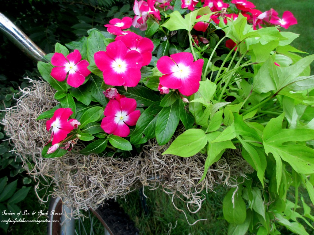 Tuck sphagnum moss around the plants for a finished look. https://ourfairfieldhomeandgarden.com/diy-project-my-bicycle-planter/