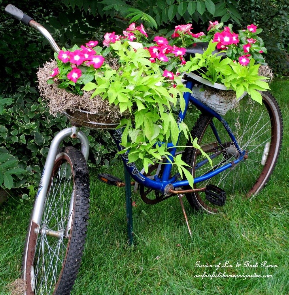 Planting is complete, now we need some streamers! https://ourfairfieldhomeandgarden.com/diy-project-my-bicycle-planter/