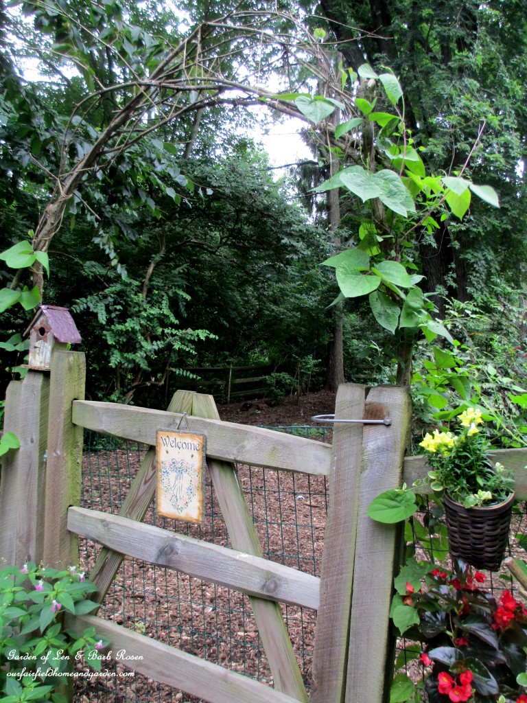 branch arbor This year the Branch Arbor is planted with moonflower vine and purple hyacinth vine