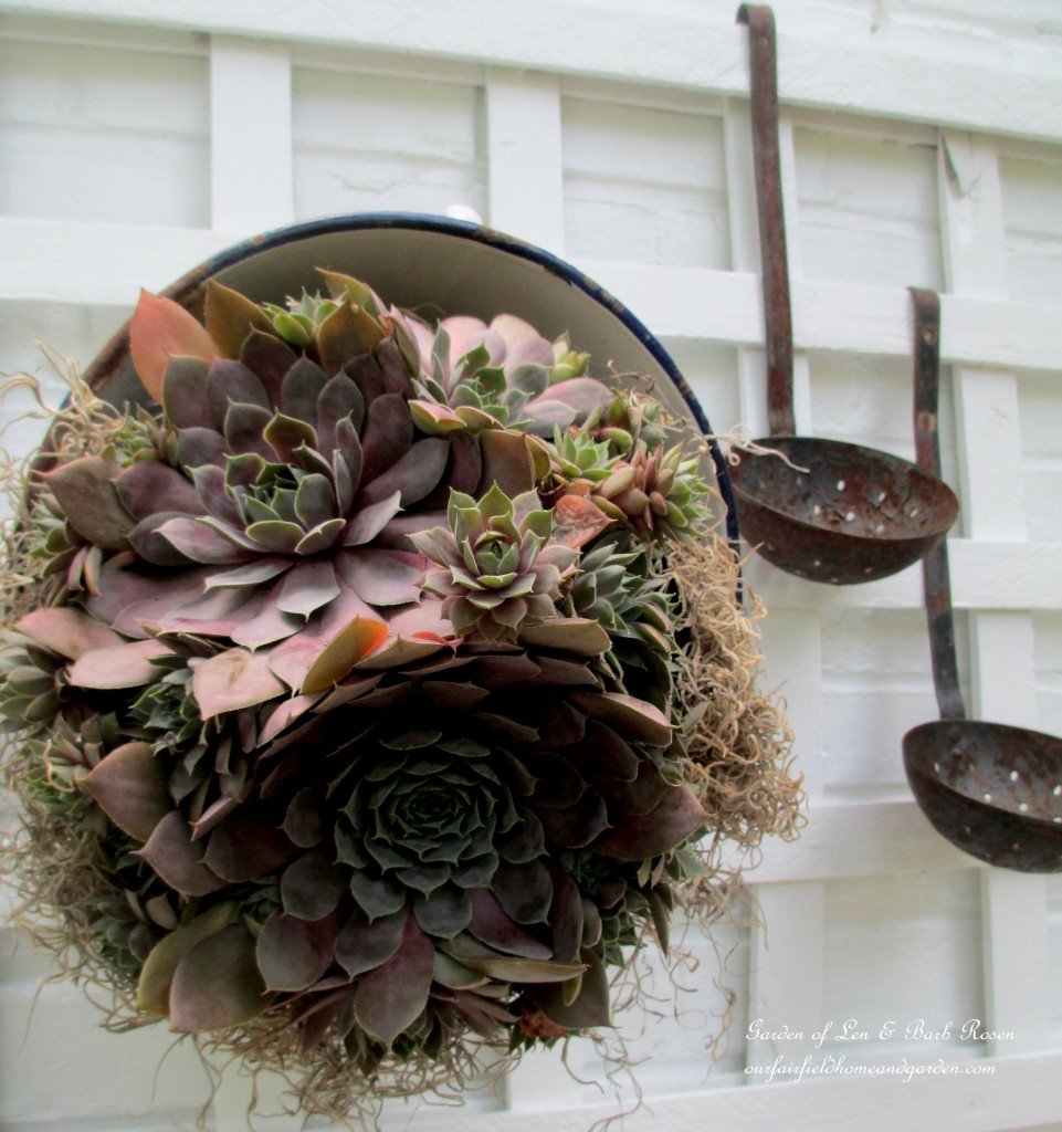 succulent planted in a vintage colander https://ourfairfieldhomeandgarden.com/our-summer-potting-sink/