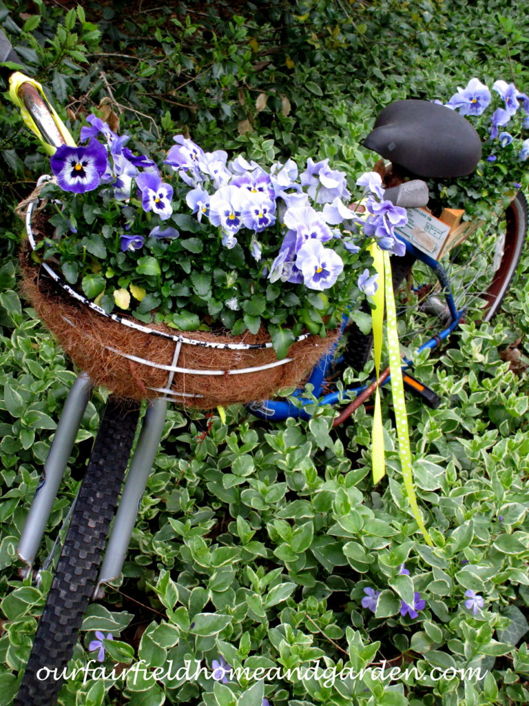 Bike Planter with Pansies https://ourfairfieldhomeandgarden.com/diy-project-my-bicycle-planter/
