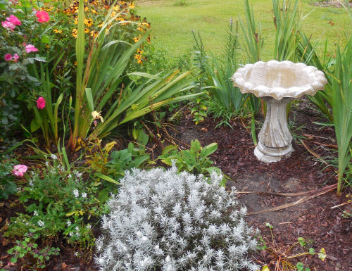 Cleaning a birdbath! ~ The Gardening Cook