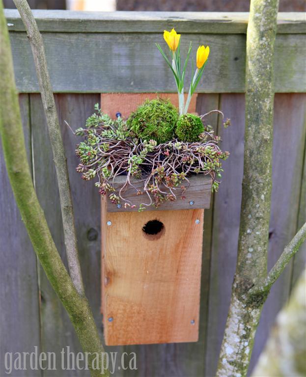 Green Roof Birdhouse ~ Garden Therapy