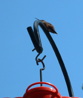 Xeric Garden Birds ~ Drought Smart Plants