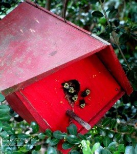 Bee Birdhouse! https://ourfairfieldhomeandgarden.com/its-all-about-the-birds-birdfeeders-birdbaths-and-birdhouses-in-our-garden/