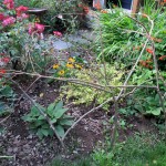 twig fence
