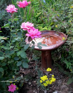 blooms & birds in this garden!