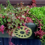 windowbox