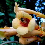 trumpet vine