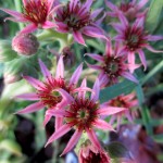 hens & chicks
