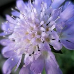 scabiosa
