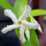 jasmine