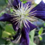 clematis