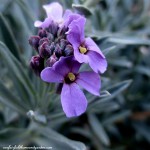 wallflower