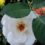 rose