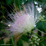 Mimosa