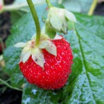strawberry