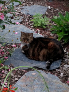Tiger in her garden