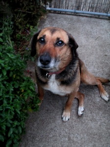 Layna the Wonder Dog!