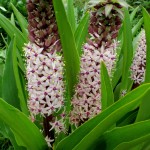 pineapple lilies