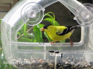 Window Bird Feeders ~ Empress of Dirt