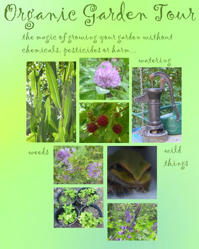 Organic gardening via The Organic Goddess