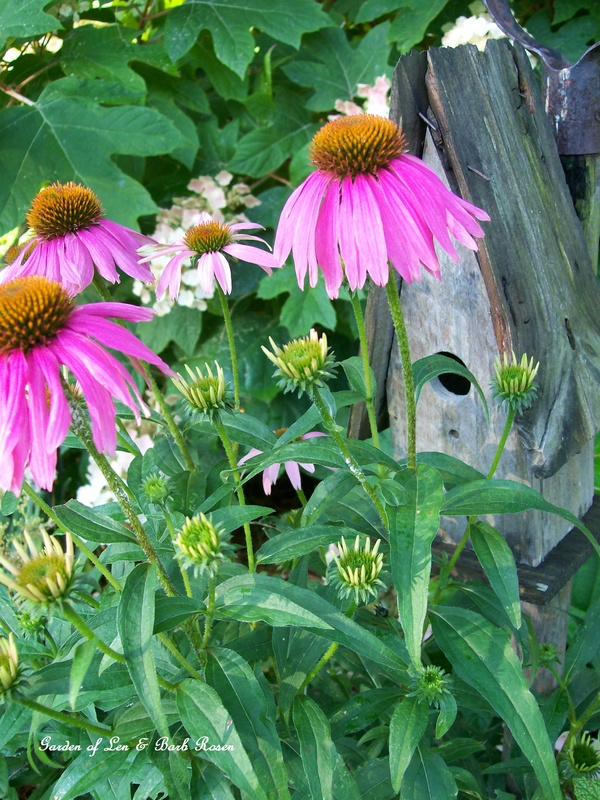 Natural food for Birds https://ourfairfieldhomeandgarden.com/its-all-about-the-birds-birdfeeders-birdbaths-and-birdhouses-in-our-garden/