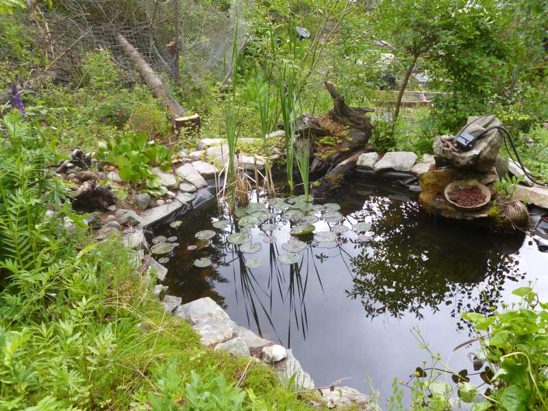 Drought Smart Plant's pond ecosystem