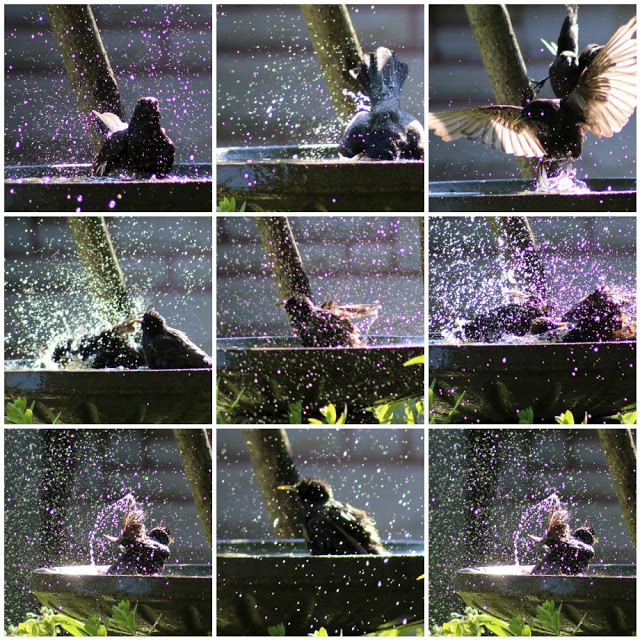 Birds in the bath ~ New House, New Home, New Life