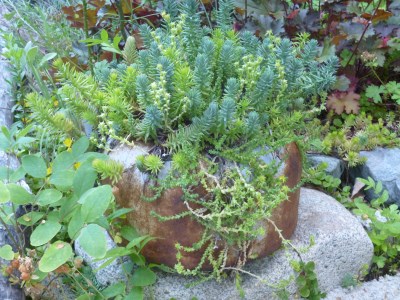 Rusty Kettle & Sedum at www.bluefoxfarm.com/junk-gardening.html