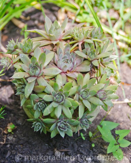 Sempervivum in Karin's garden