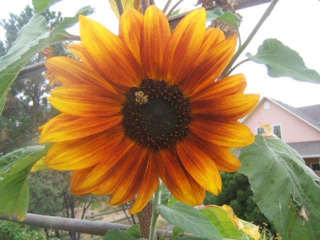Planting for Birds ~ Sensible Gardening