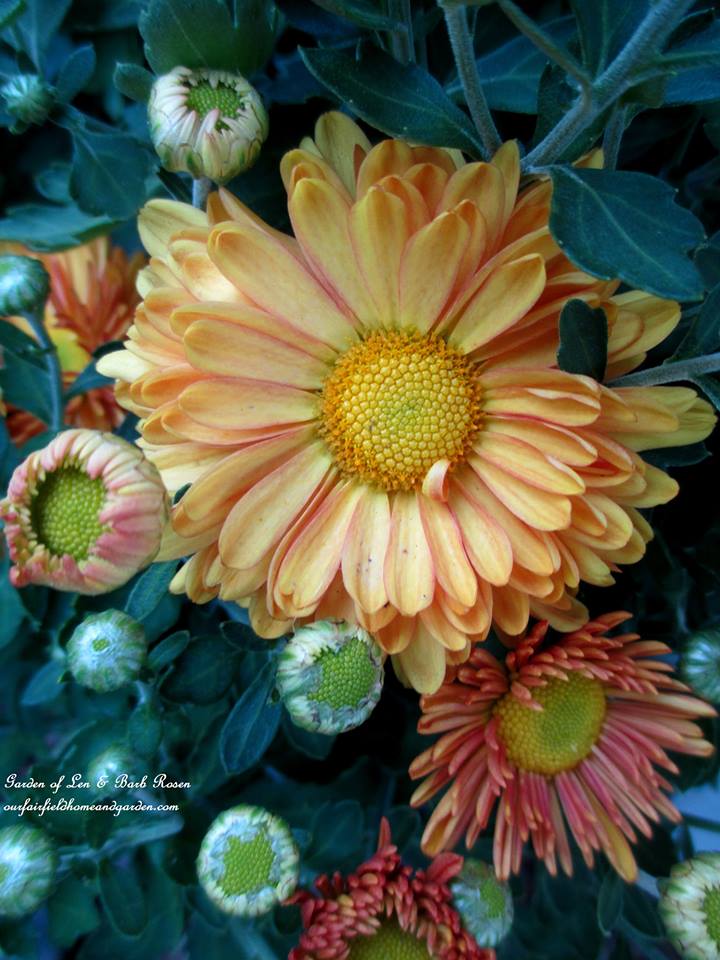 Fall Mums https://ourfairfieldhomeandgarden.com/garden-walk-early-fall-garden/