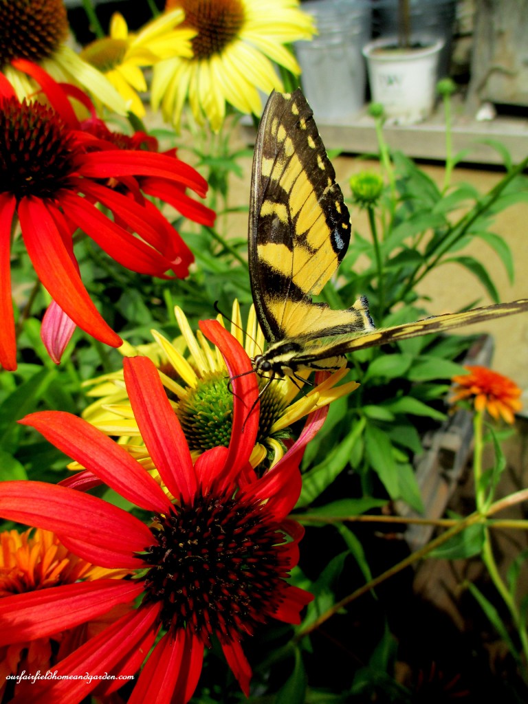 SwallowTail & Coneflowers