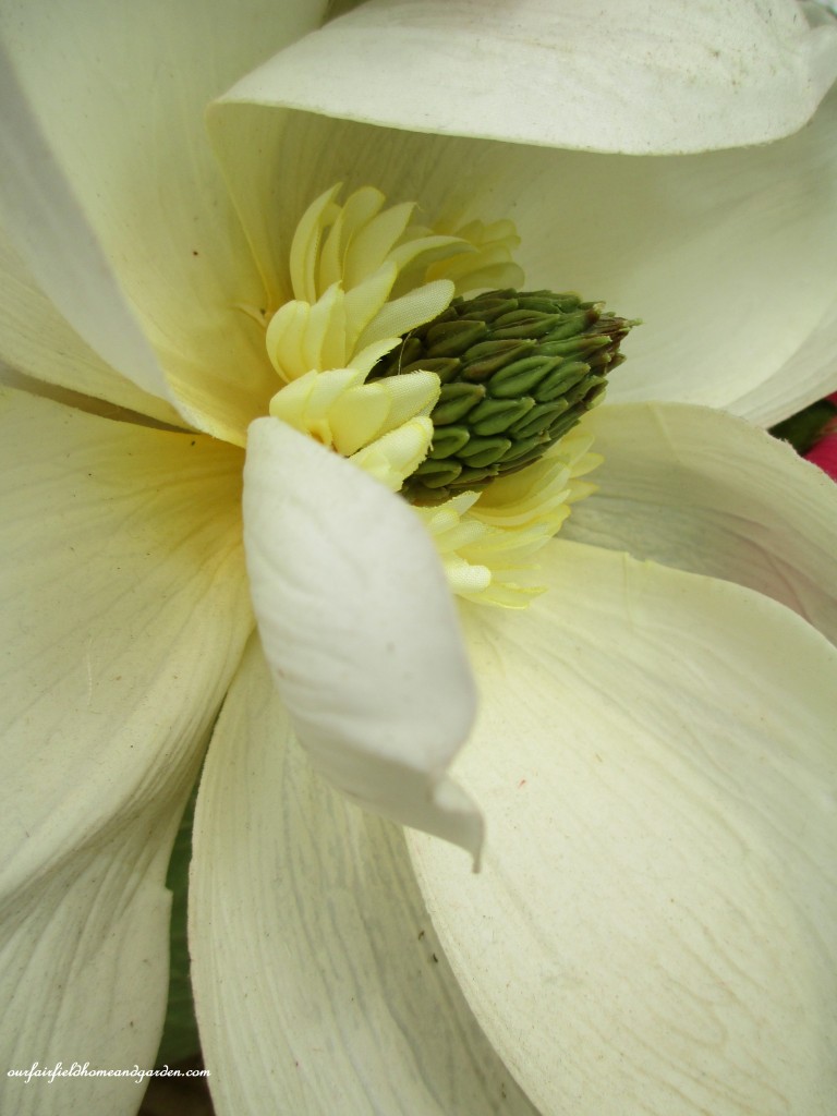 Magnolia Blossom