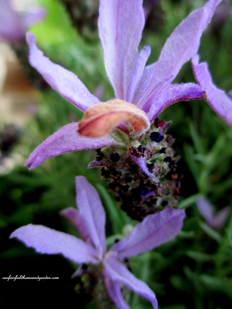 Lavender Bloom