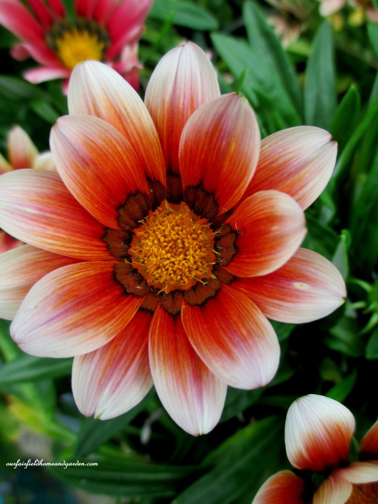Gazania